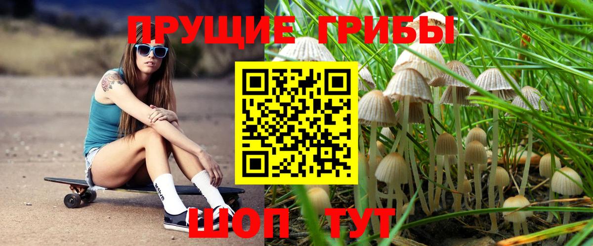 Псилоцибиновые грибы GOLDEN TEACHER Ставрополь